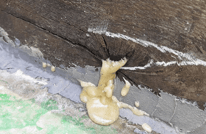 Resina Uretek Geoplus